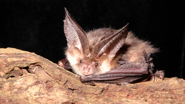 Brown long-eared bat (Plecotus auritus)